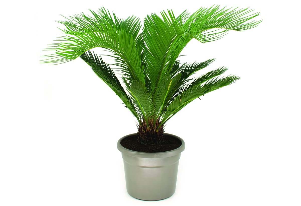  Revoluta 35 45cm Praktiker