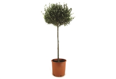Ελιά Μπάλα Olea Europaea 80-100cm σε Γλάστρα