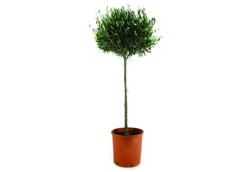 Ελιά Μπάλα Olea Europaea 80-100cm σε Γλάστρα