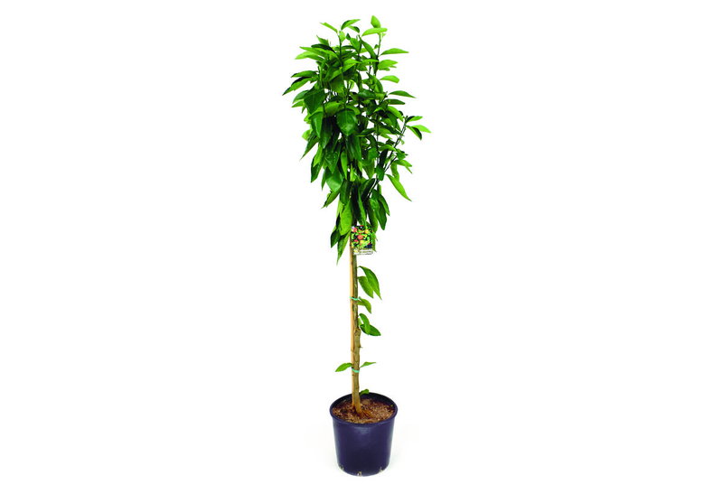 Μανταρινιά Citrus Reticulata 160-180cm σε Γλάστρα