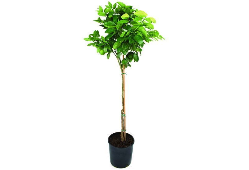 Πορτοκαλιά Citrus Sinensis 160-180cm σε Γλάστρα