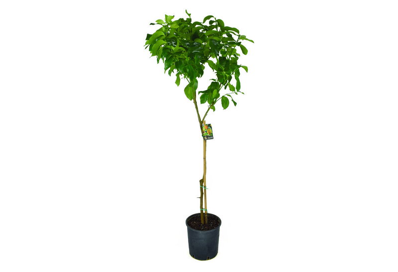 Λεμονιά Πολύφορη 160-180cm σε Γλάστρα