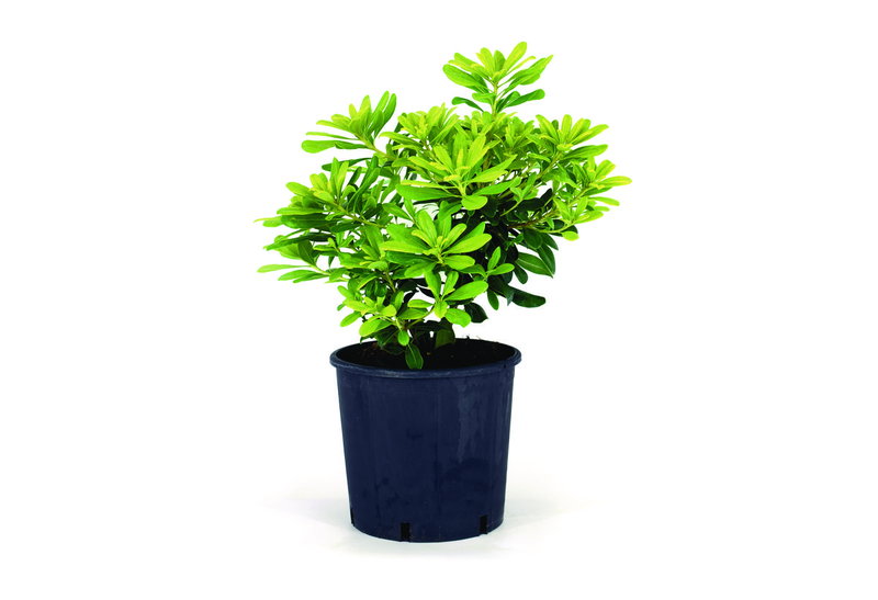 Αγγελική Νάνα Pittosporum Tobira 40-60cm σε Γλάστρα