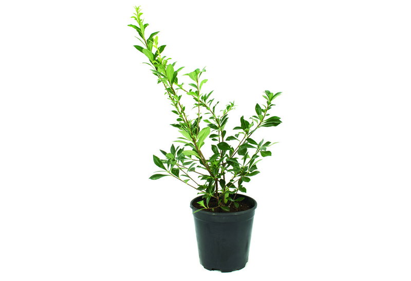 Αγγελική Μικρόφυλλη Pittosporum 40-60cm σε Γλάστρα