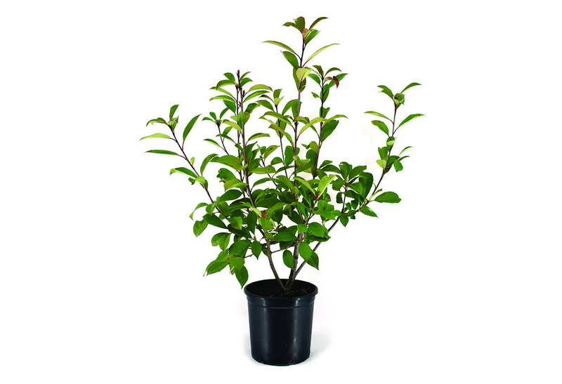 Φωτίνια Fraseri 40-60cm σε Γλάστρα