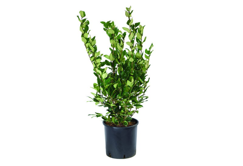 Λιγούστρο Texanum 40-60cm σε Γλάστρα
