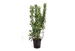 ΚΟΥΜΑΡΙΑ ARBUTUS UNEDO 60-80CM ΣΕ ΓΛΑΣΤΡΑ