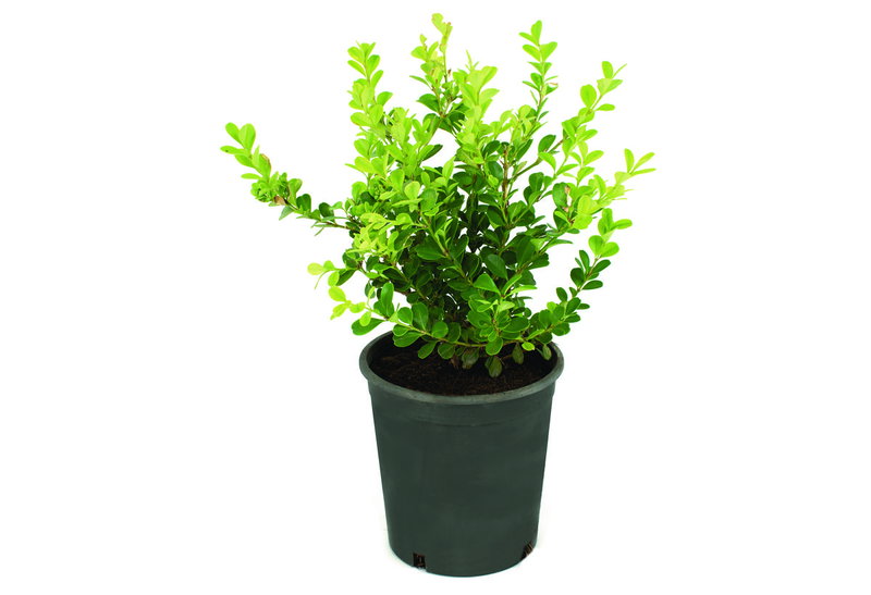 Πυξάρι Buxus Microphylla 30-40cm σε Γλάστρα