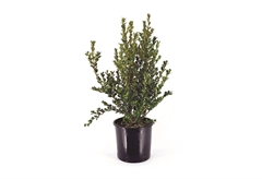 Πυξάρι Buxus Microphylla 40-60cm σε Γλάστρα
