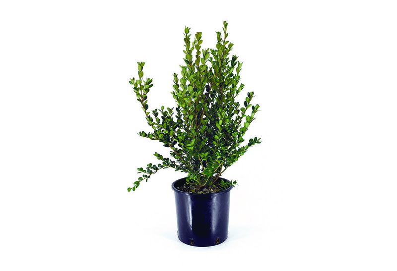 Πυξάρι Buxus Microphylla 40-60cm σε Γλάστρα