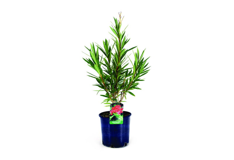 Πικροδάφνη Nerium Oleander 40-60cm σε Γλάστρα