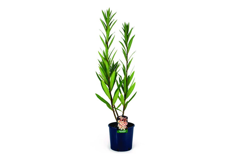 Πικροδάφνη Nerium Oleander 30-40cm σε Γλάστρα