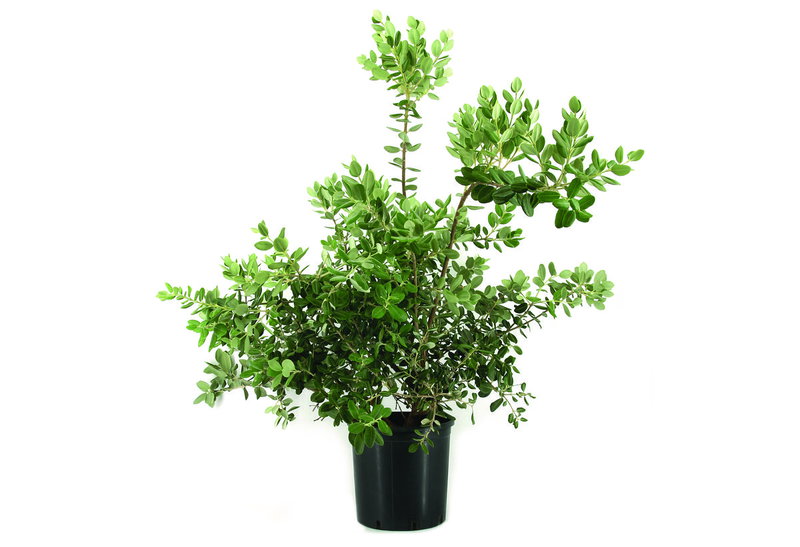 Μετροσίδηρος Excelsa 60-80cm σε Γλάστρα