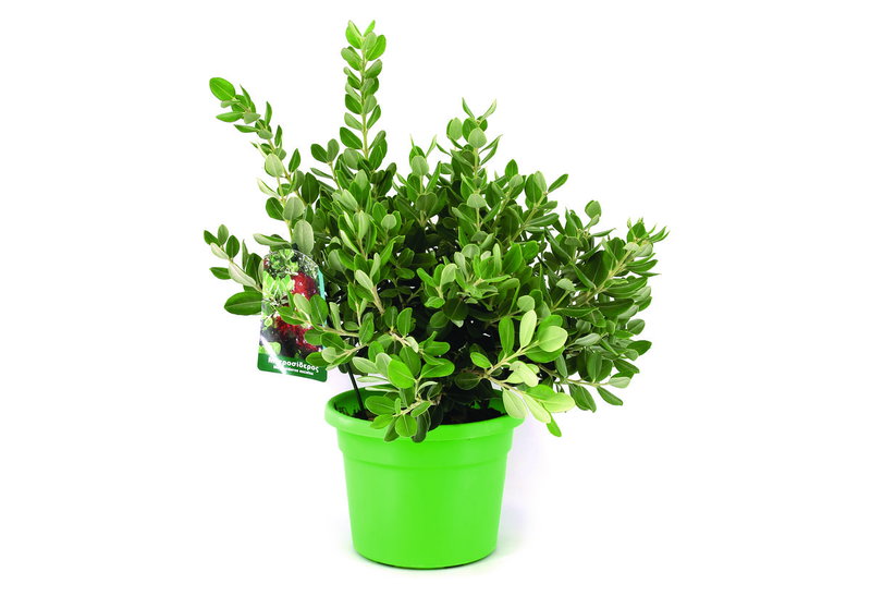 Μετροσίδηρος Excelsa 35-55cm σε Γλάστρα