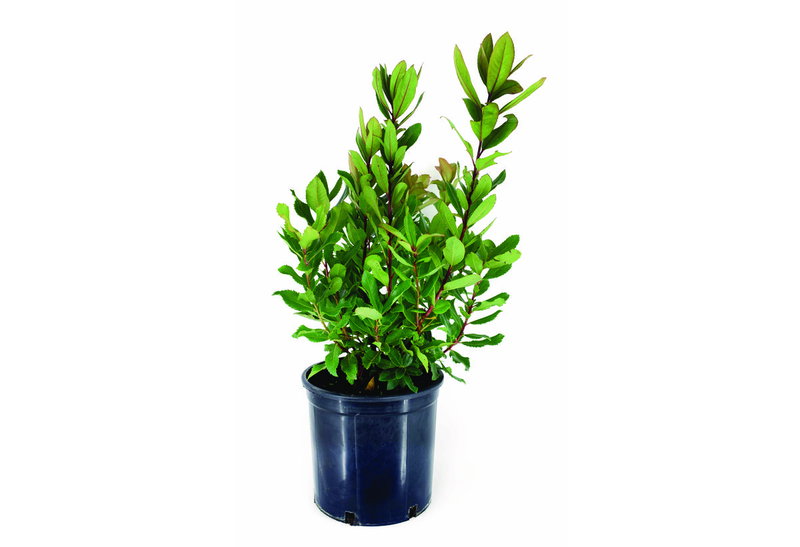 Κουμαριά Arbutus Unedo 40-60cm σε Γλάστρα