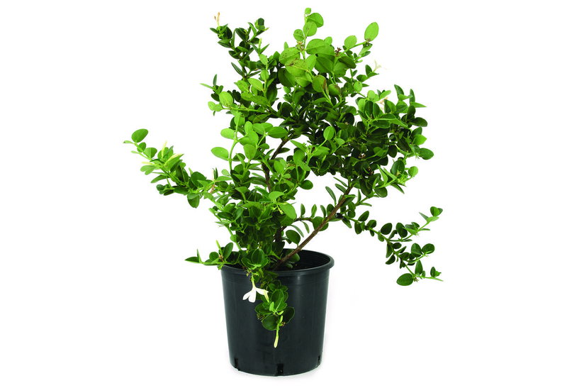 Καρίσσα Grandiflora 40-60cm σε Γλάστρα