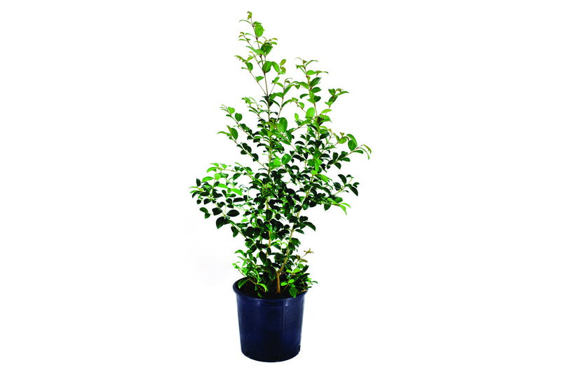 Ευγενία Myrtifolia 60-80cm σε Γλάστρα