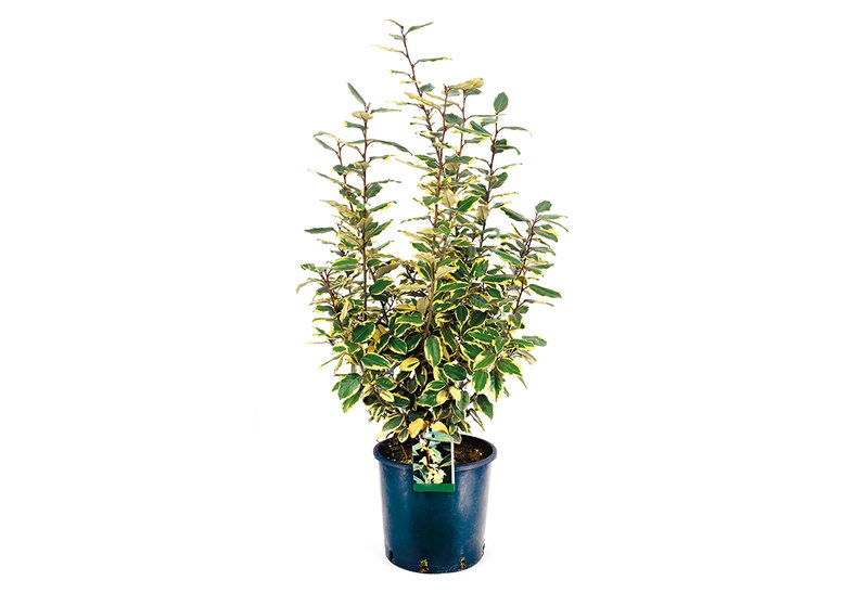 Ελαίαγνος Πανασέ Ebbingei 60-80cm σε Γλάστρα