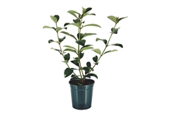 Βιβούρνο Lucidum 40-60cm σε Γλάστρα
