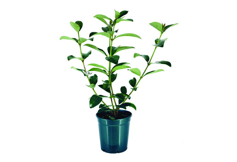 Βιβούρνο Lucidum 40-60cm σε Γλάστρα