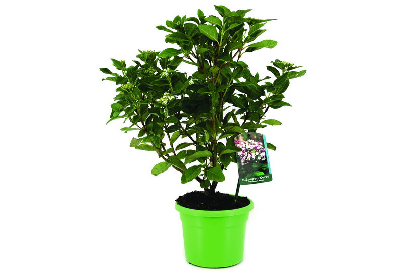 Βιβουρνο Tinus 40-60cm σε Γλάστρα