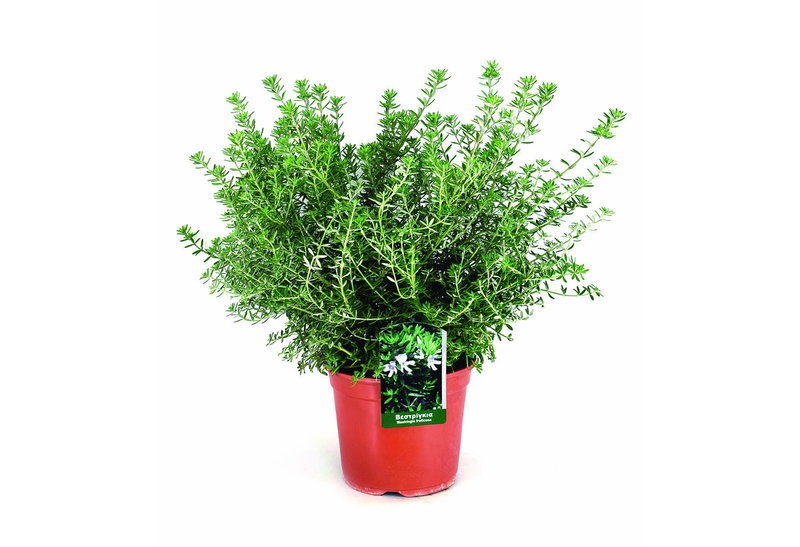 Βεστρίγκια Nattera Fruticosa 30-50cm