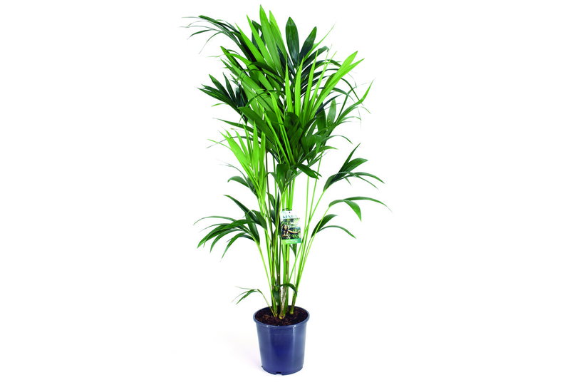 Κέντια Howea Forsteriana 80-100cm σε Γλάστρα
