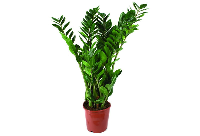 Ζάμια Zamiifolia 40-60cm σε Γλάστρα