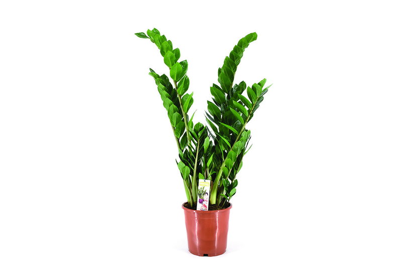 Ζάμια Zamiifolia 35-45cm σε Γλάστρα