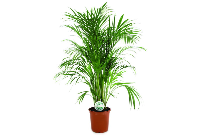 Αρέκα Chrysalidocarpus Lutescens 30-40cm σε Γλάστρα