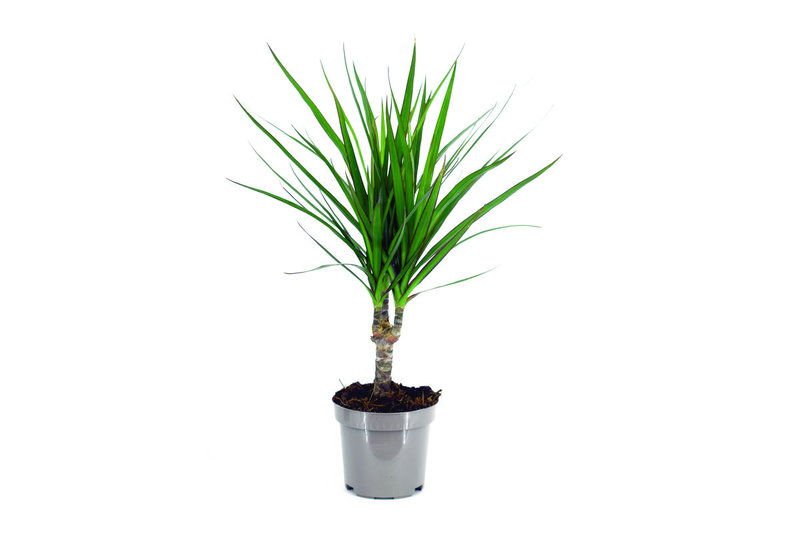 Δράκαινα Marginata 30-40cm σε Γλάστρα