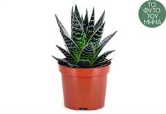 Αλόη Tiki Tahi 25-35cm σε Γλάστρα