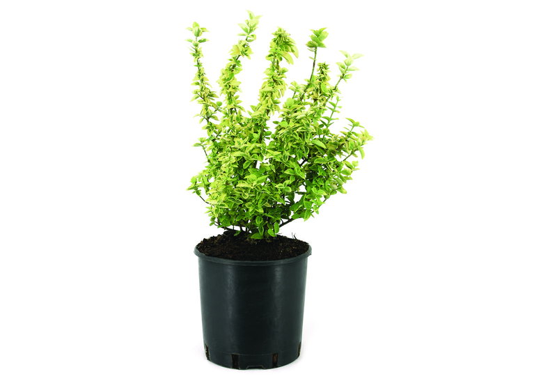 Ευώνυμο Japonicus 40-60cm σε Γλάστρα