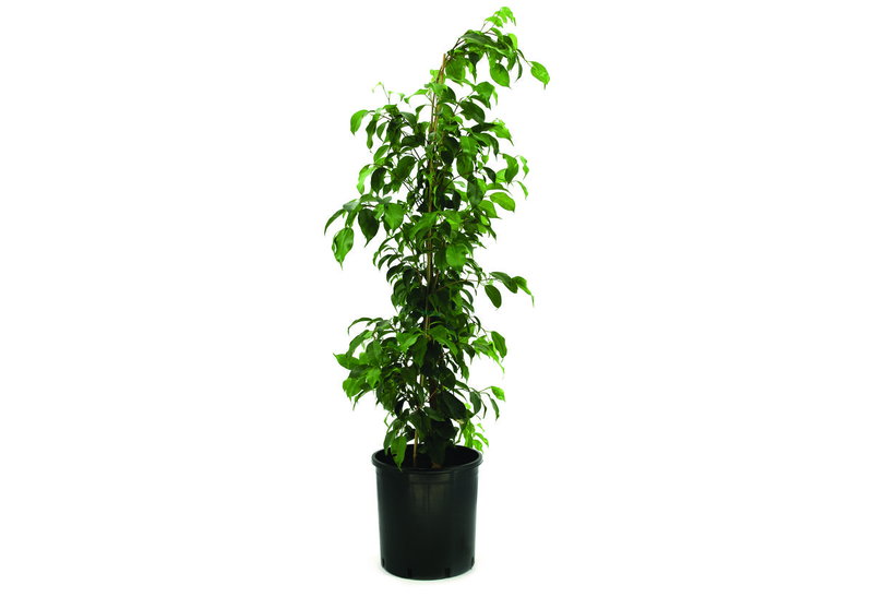 Φίκος Benjamina 40-60cm σε Γλάστρα