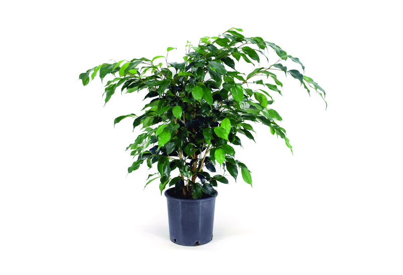 Φίκος Benjamina 40-60cm σε Γλάστρα Φ.20cm
