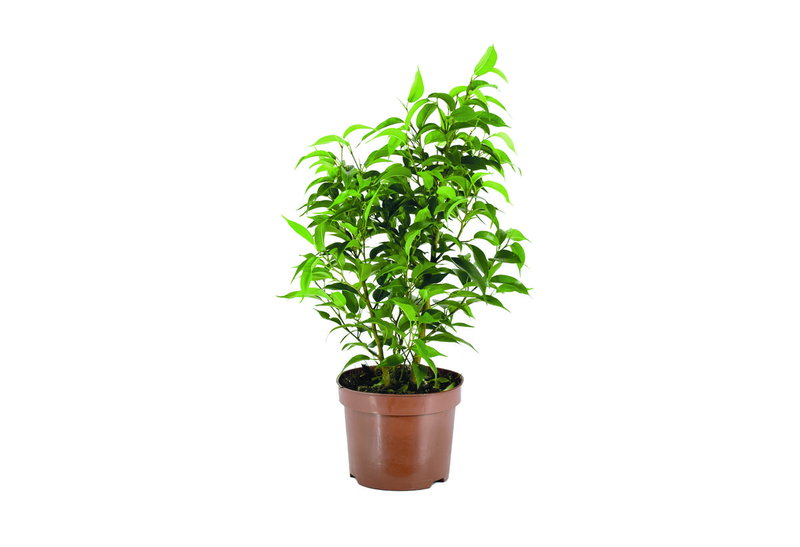 Φίκος Benjamina 40-60cm σε Γλάστρα Φ.12-14cm