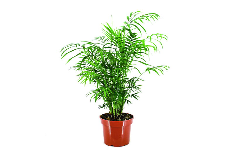 Χαμαιδωρέα Elegans 30-40cm σε Γλάστρα