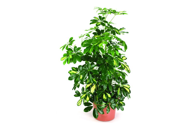 Σεφλέρα Arboricola 80-100cm σε Γλάστρα