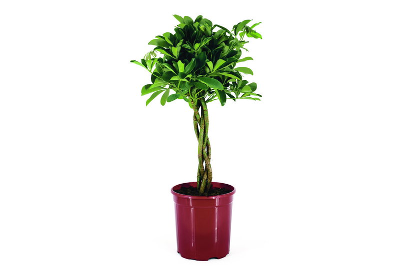 Σεφλέρα Πλεκτή Μπάλα 60-80cm σε Γλάστρα Φ.20cm