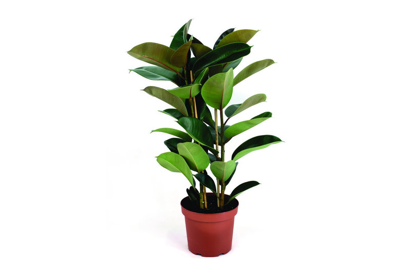 Φίκος Elastica 40cm σε Γλάστρα