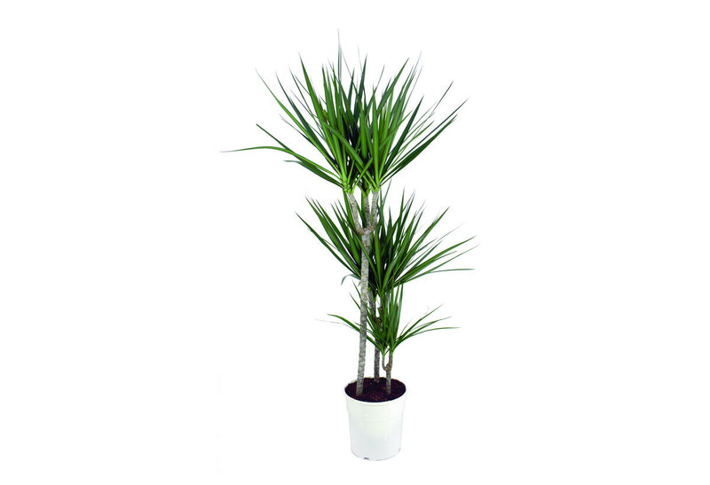 Δράκαινα Marginata 3 Στελέχη 100-125cm σε Γλάστρα