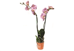 Ορχιδέα Phalaenopsis Authentic 2 Στελέχη 50-70cm σε Γλάστρα