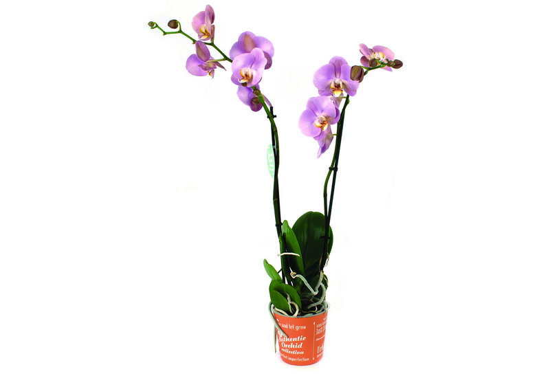 Ορχιδέα Phalaenopsis Authentic 2 Στελέχη 50-70cm σε Γλάστρα