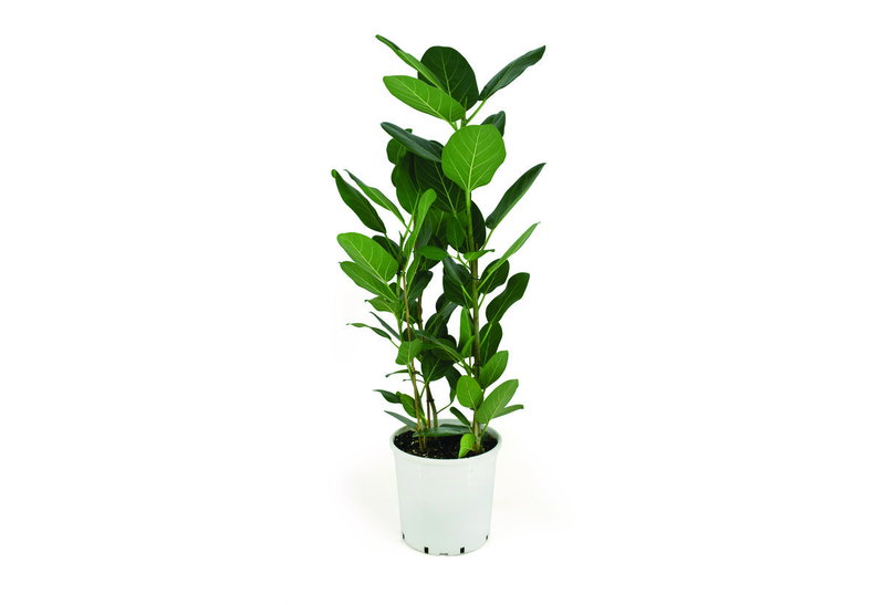 Φίκος Bengalensis 40-60cm σε Γλάστρα