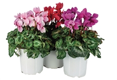 Κυκλάμινο Mini σε Γλάστρα Φ10.5cm