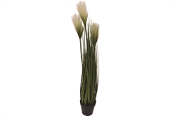 Διακοσμητικό Φυτο με Άνθος σε Κασπώ 85cm