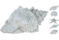 Κοχύλι / Αστερίας σε 5 Σχέδια Deco 14X8X11cm