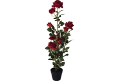 Διακοσμητικό Φυτό Τριανταφυλλιά σε Γλάστρα 95cm