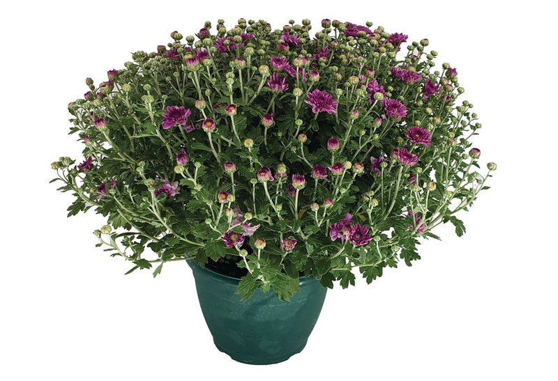 Χρυσάνθεμο Nattera 35-45cm σε Γλάστρα 3.5lt