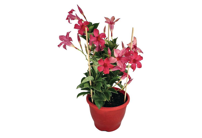 Διπλαδένια Splendens Nattera 40-60cm σε Γλάστρα